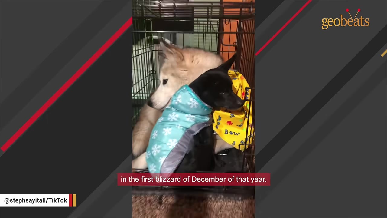 A light-colored Husky and a black dog wearing a blue snowflake coat huddle together inside a wire crate.