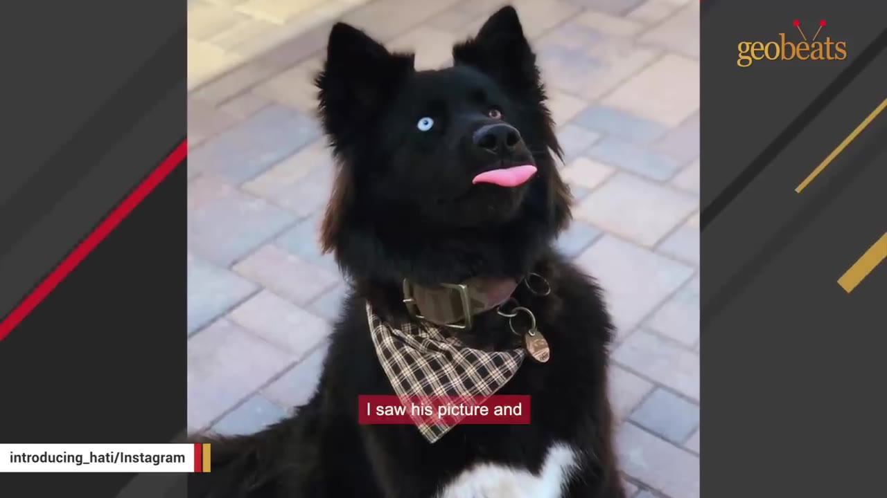 A fluffy black dog with a blue eye wearing a plaid bandana sticking out its bright pink tongue.
