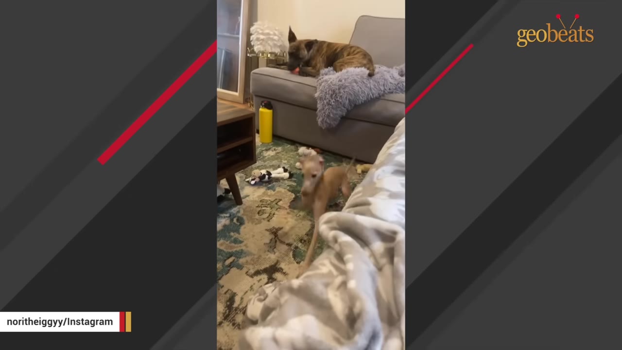 A small, slender tan puppy walks cautiously across a patterned rug in a living room, while a larger brindle dog rests on a grey couch in the background.