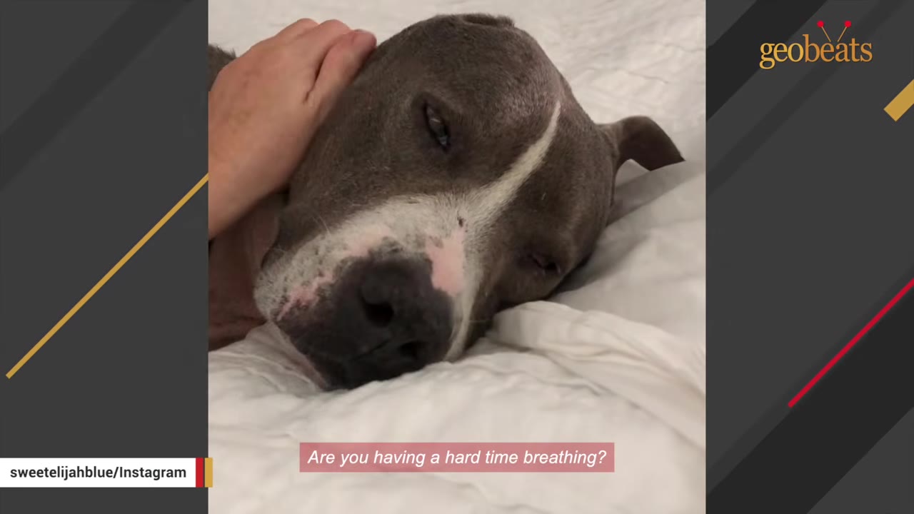 A person's hand gently rests on the head of a grey and white pit bull resting on a bed.