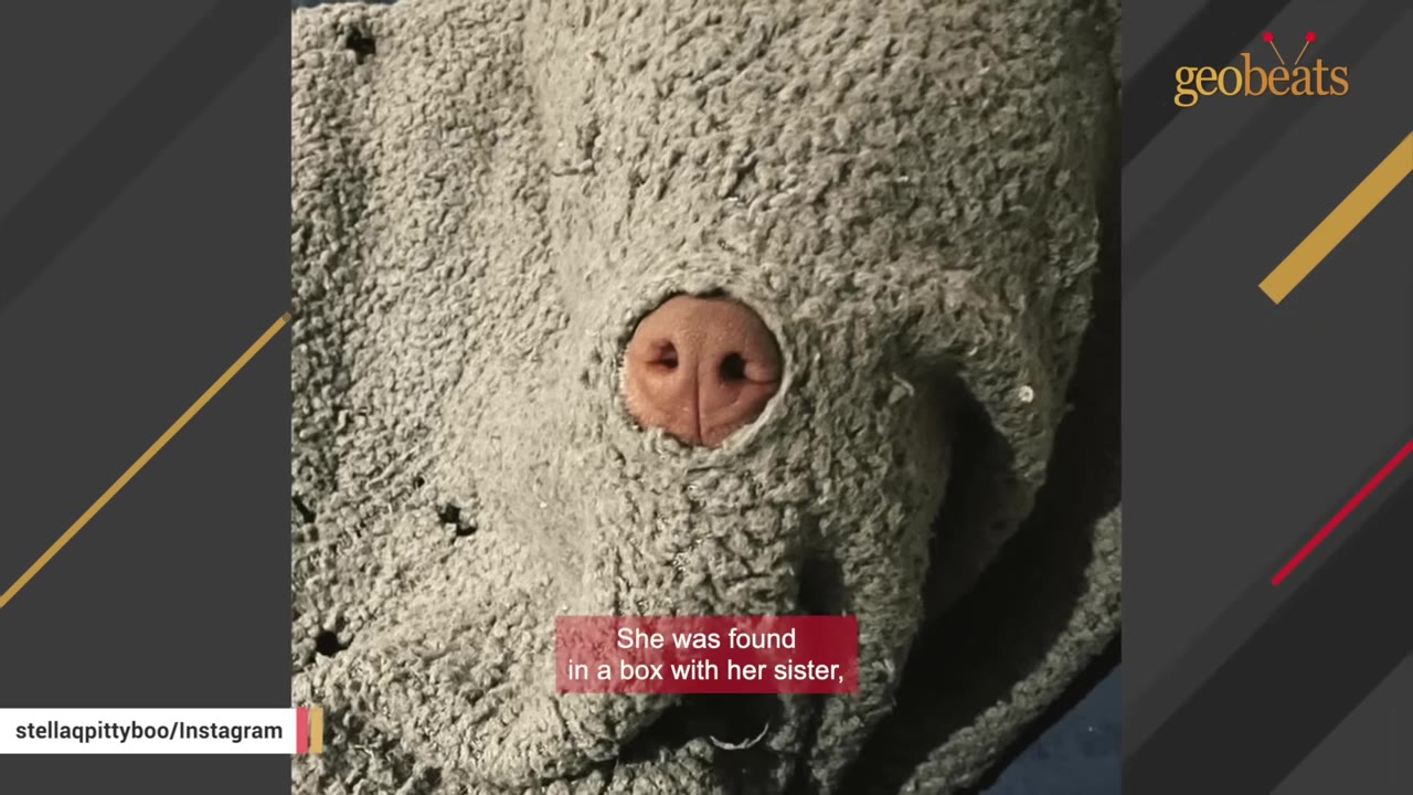 A small dog's pink nose pokes through a hole in a gray blanket.