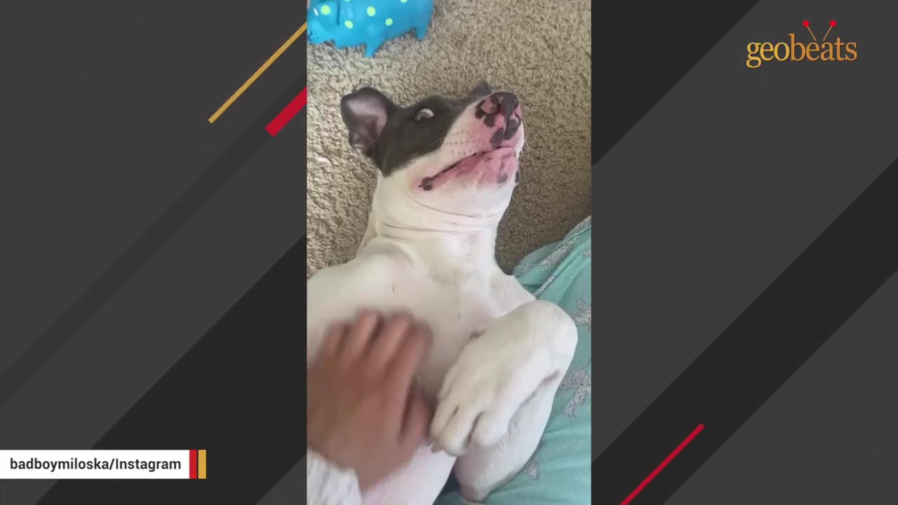 A gray and white dog with a spotted nose lying on its back on carpet while receiving chest scratches.