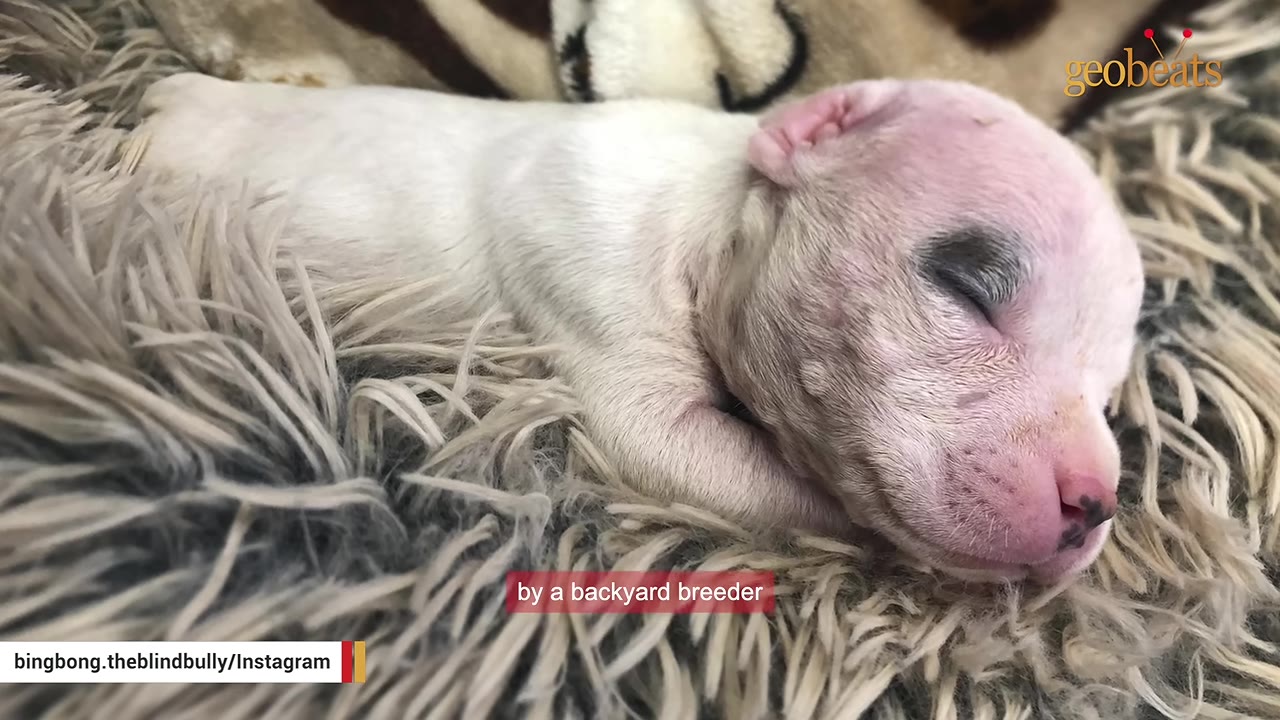 A tiny, sleeping newborn puppy with a dark mark near its eye resting on a soft, fluffy blanket.