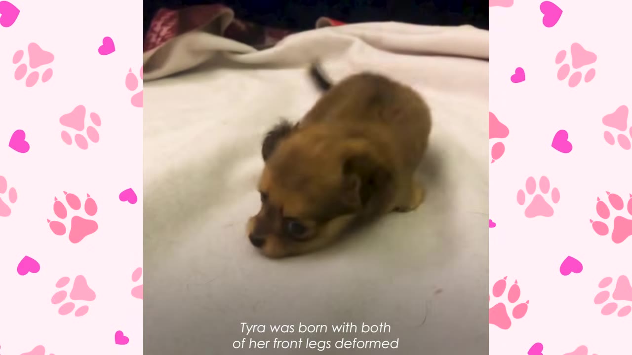 A tiny brown puppy lying down on a white blanket