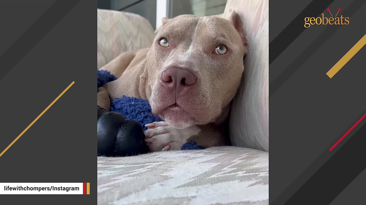 A close-up shot of a light brown pit bull-type dog lying down on a couch, looking directly at the camera with expressive light-colored eyes.