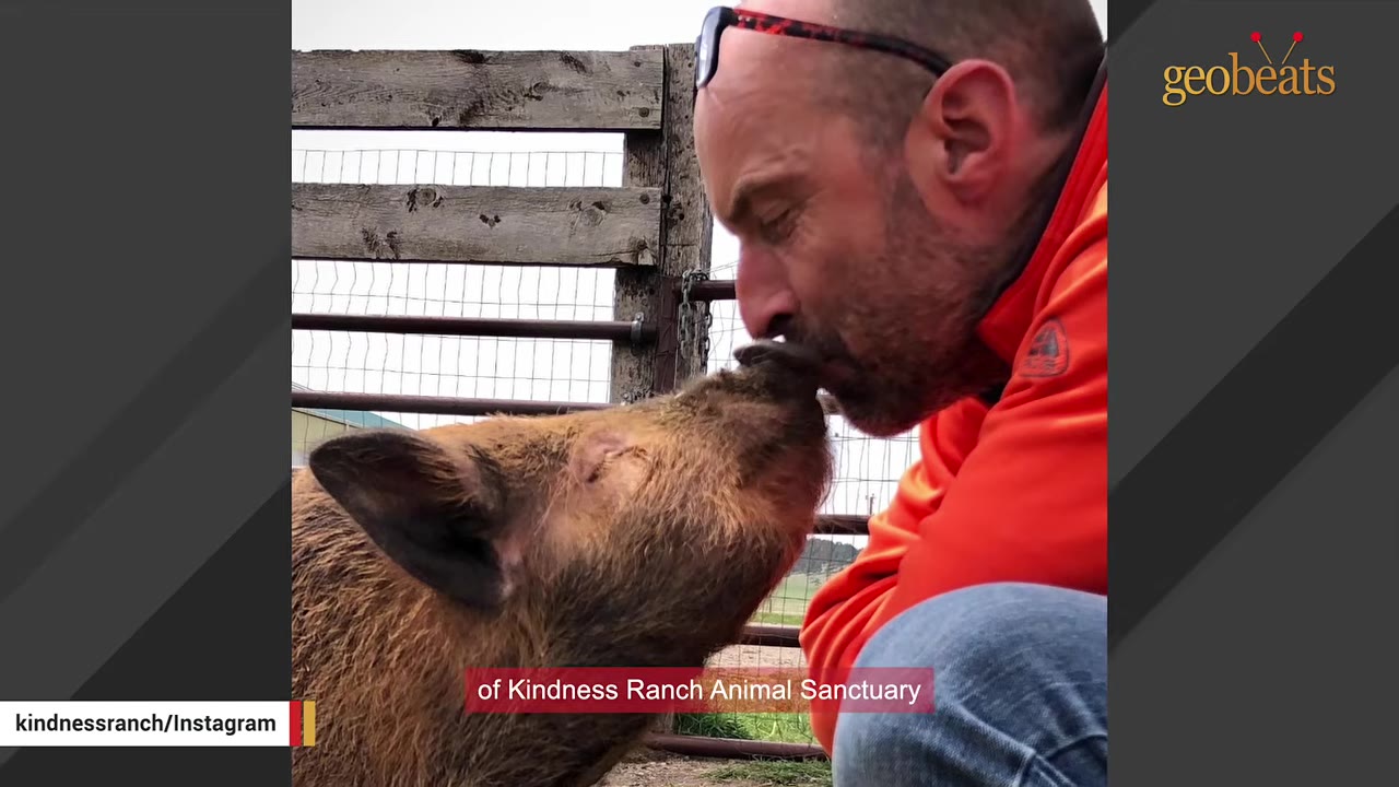 A close-up profile of a man with glasses on his head kissing a brown pig on the snout in front of a wooden fence.