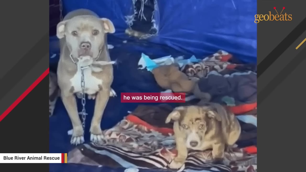 A small puppy lies on blankets next to an adult dog attached to a chain against a blue tarp background.