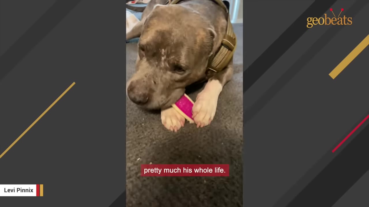 A gray and white dog wearing a harness lies on a carpeted floor, holding and chewing a pink chew toy between its paws.
