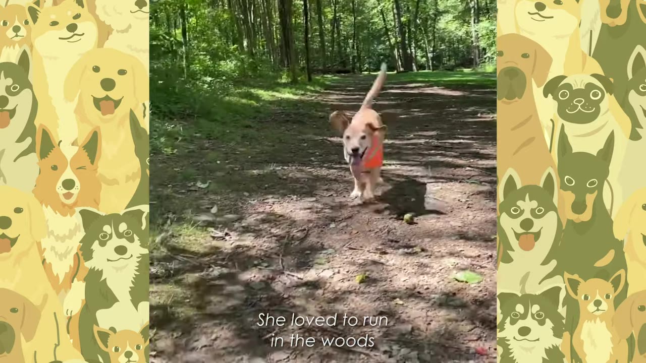 A golden retriever wearing an orange vest running toward the camera along a dirt path in the woods.