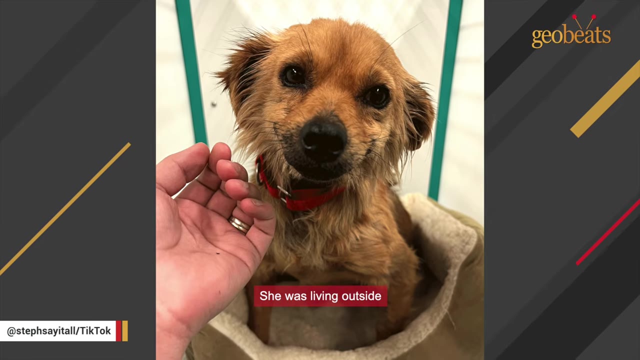 A small, scruffy brown dog wearing a red collar sits in a pet bed while a person's hand gently reaches out to touch its chin.