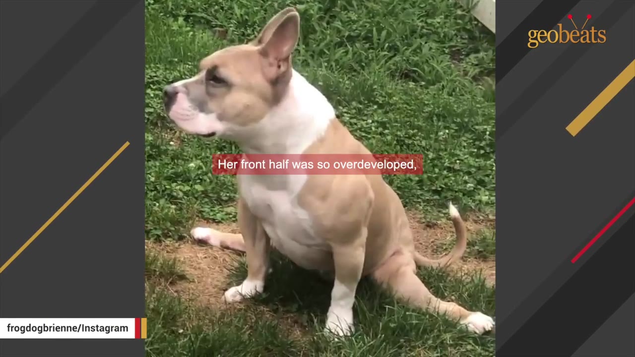 A tan and white pit-bull type dog sitting on grass outdoors, looking off to the side.