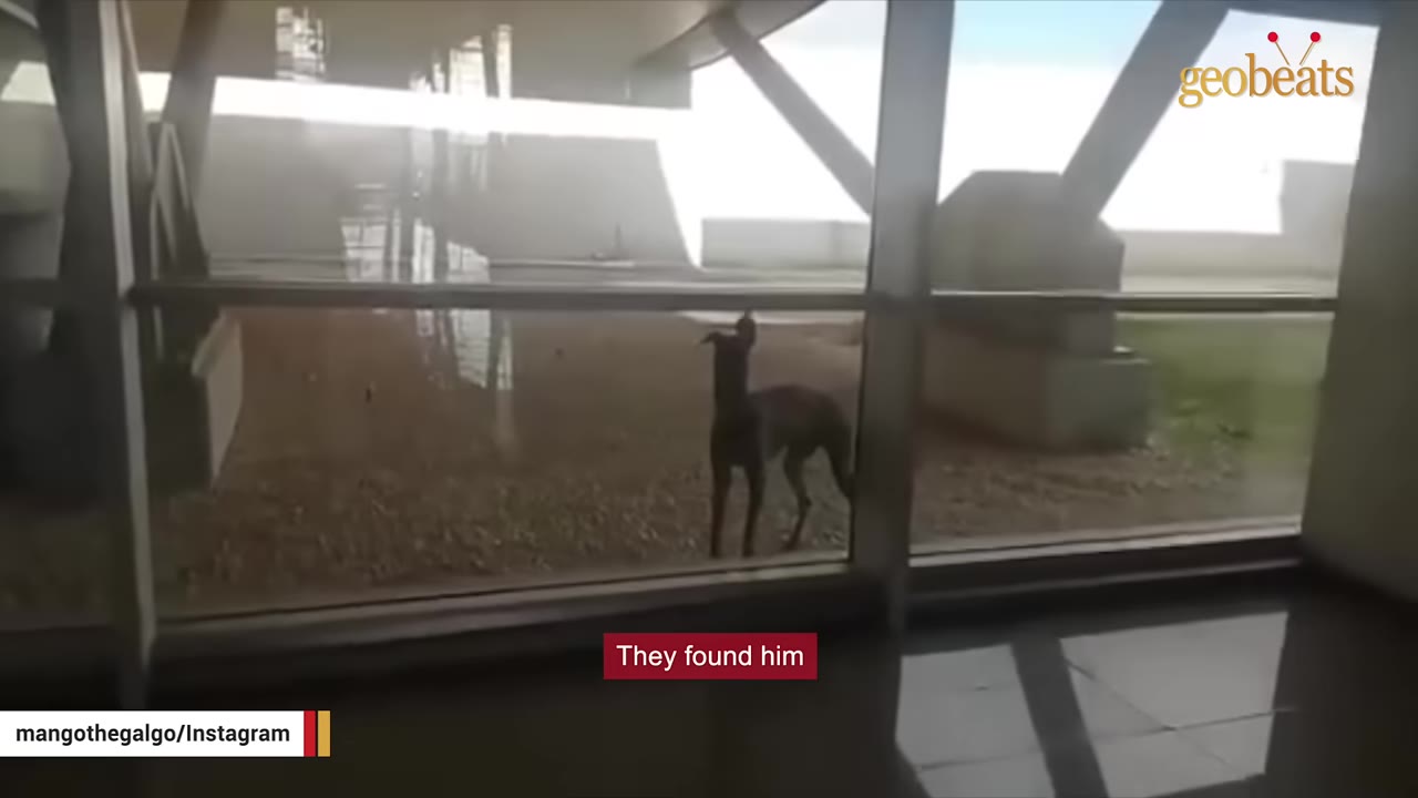 A slender dog standing alone outside near large glass windows of a building.