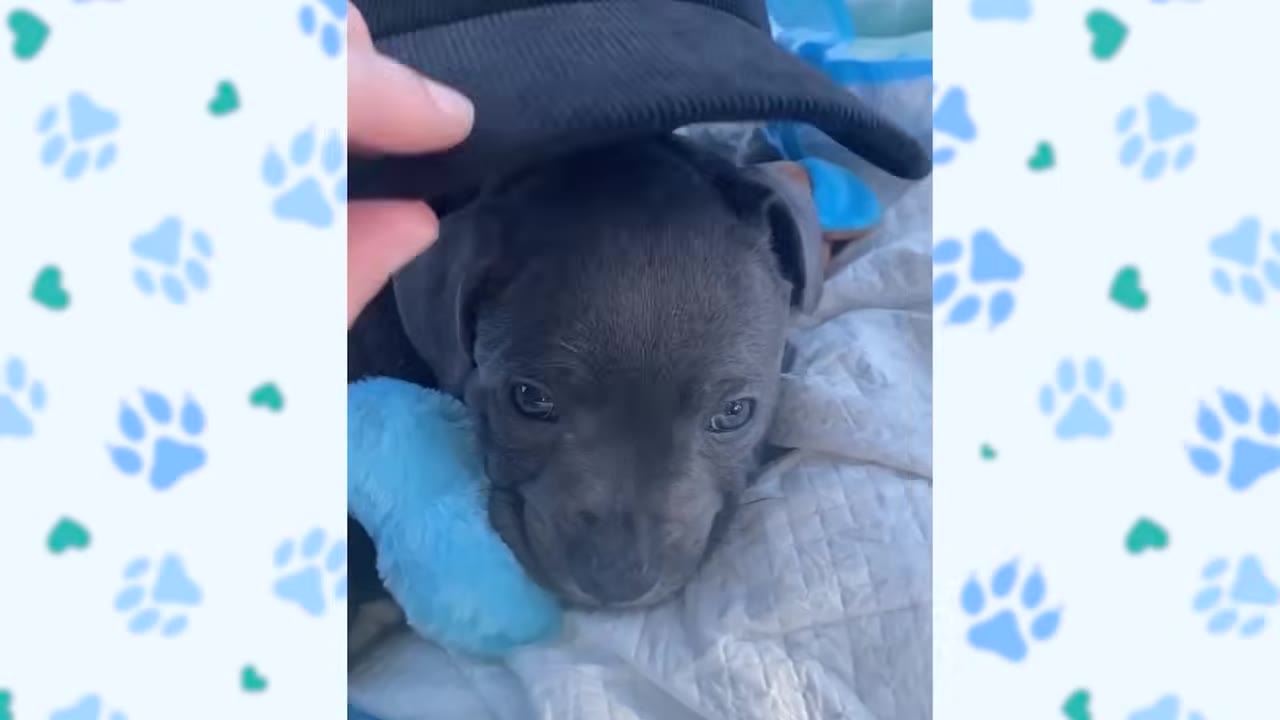 A close-up of a small, dark grey puppy looking up with wide eyes while a hand gently holds a black cap over its head.