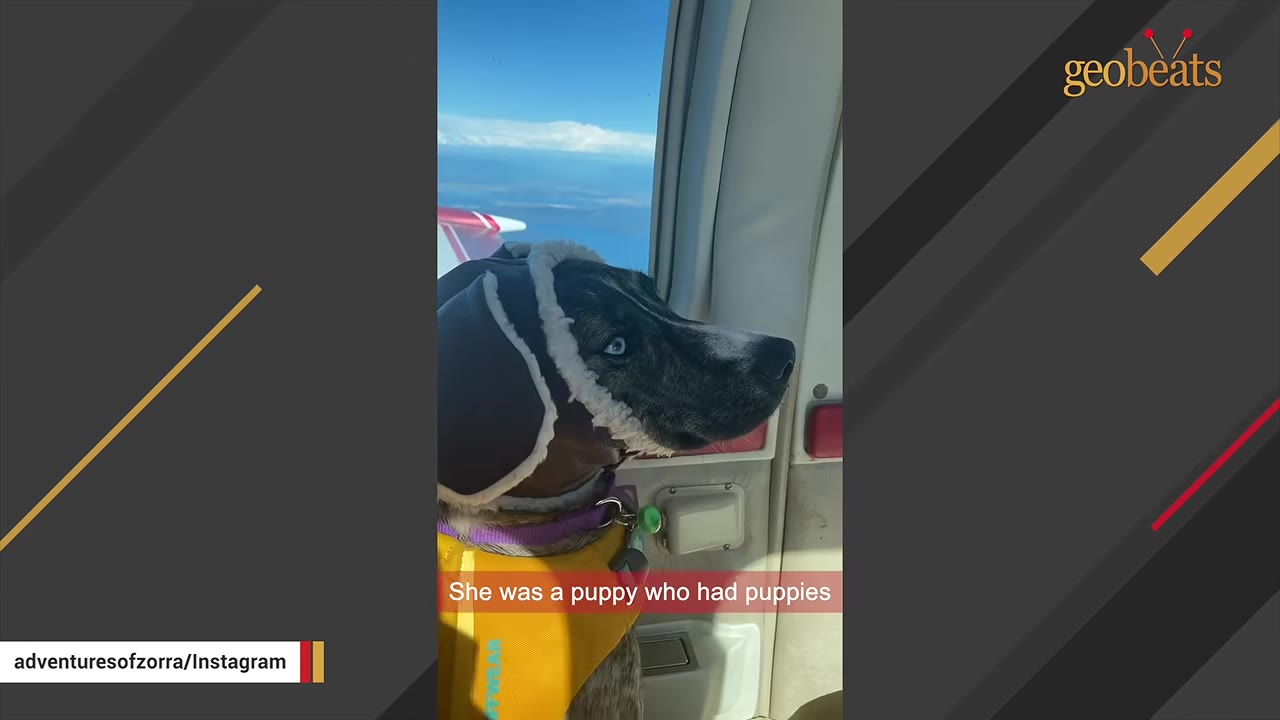 A brindle dog wearing a fleece-lined aviator hat and yellow vest looking out an airplane window at the sky and landscape below.