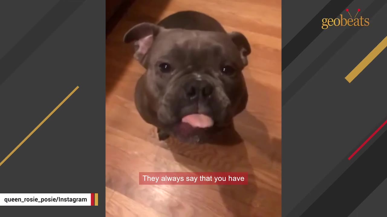 A brown bulldog sitting on a wooden floor looking straight up at the camera with its tongue slightly sticking out.