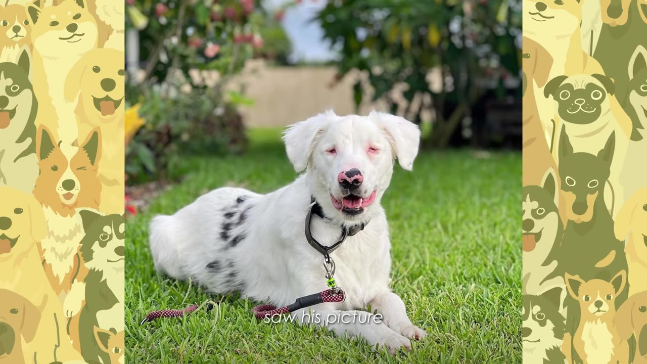 A white dog with black spots and a pink nose lying on bright green grass in a yard.