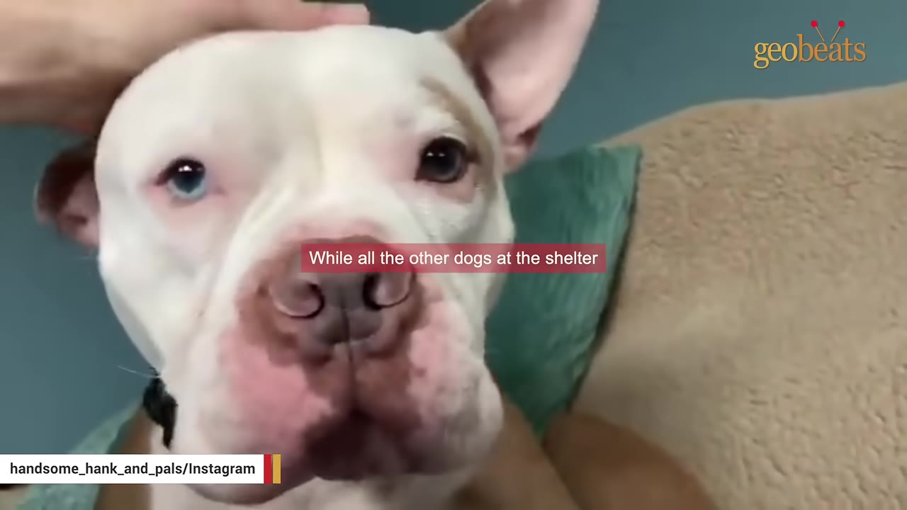 A close-up shot of a white dog with light blue eyes being gently petted on the head.