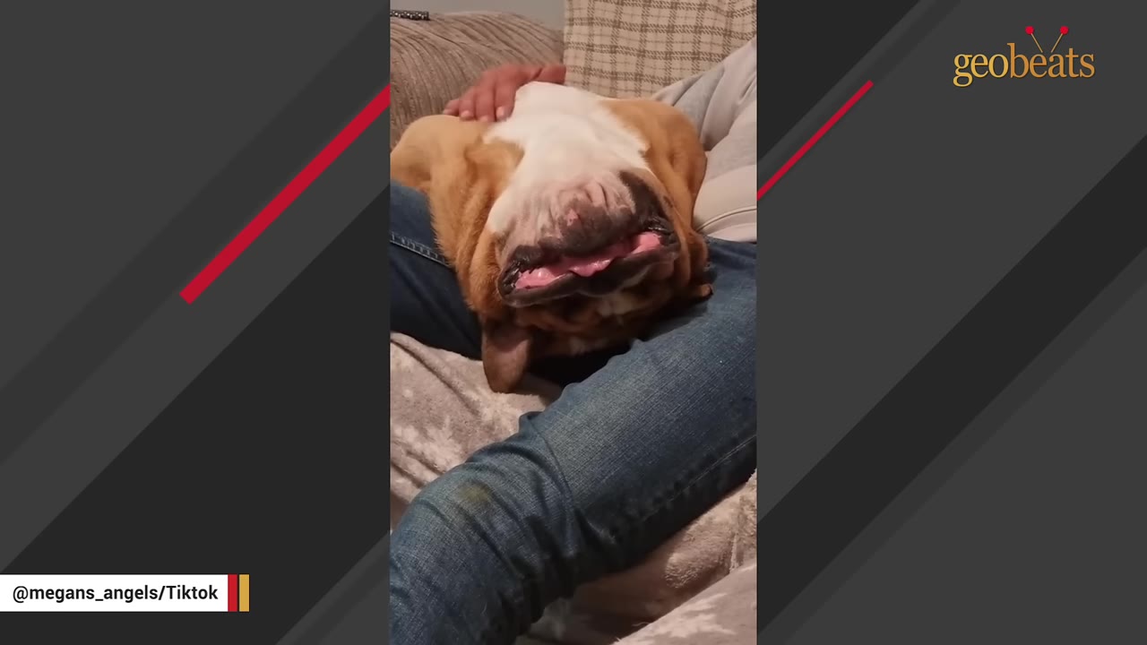 An English bulldog lies upside down on a person's lap, looking extremely relaxed and sleepy.