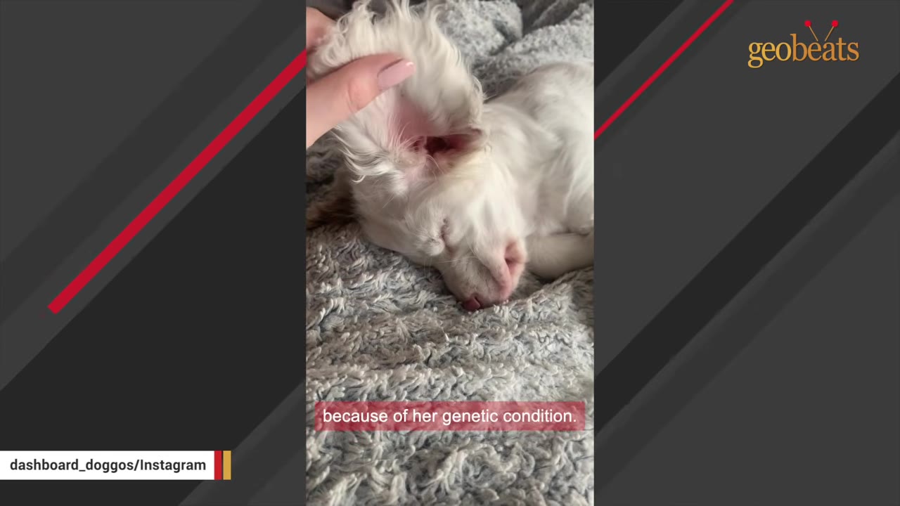 A hand gently holds up the ear of a sleeping white puppy lying on a fuzzy grey blanket.