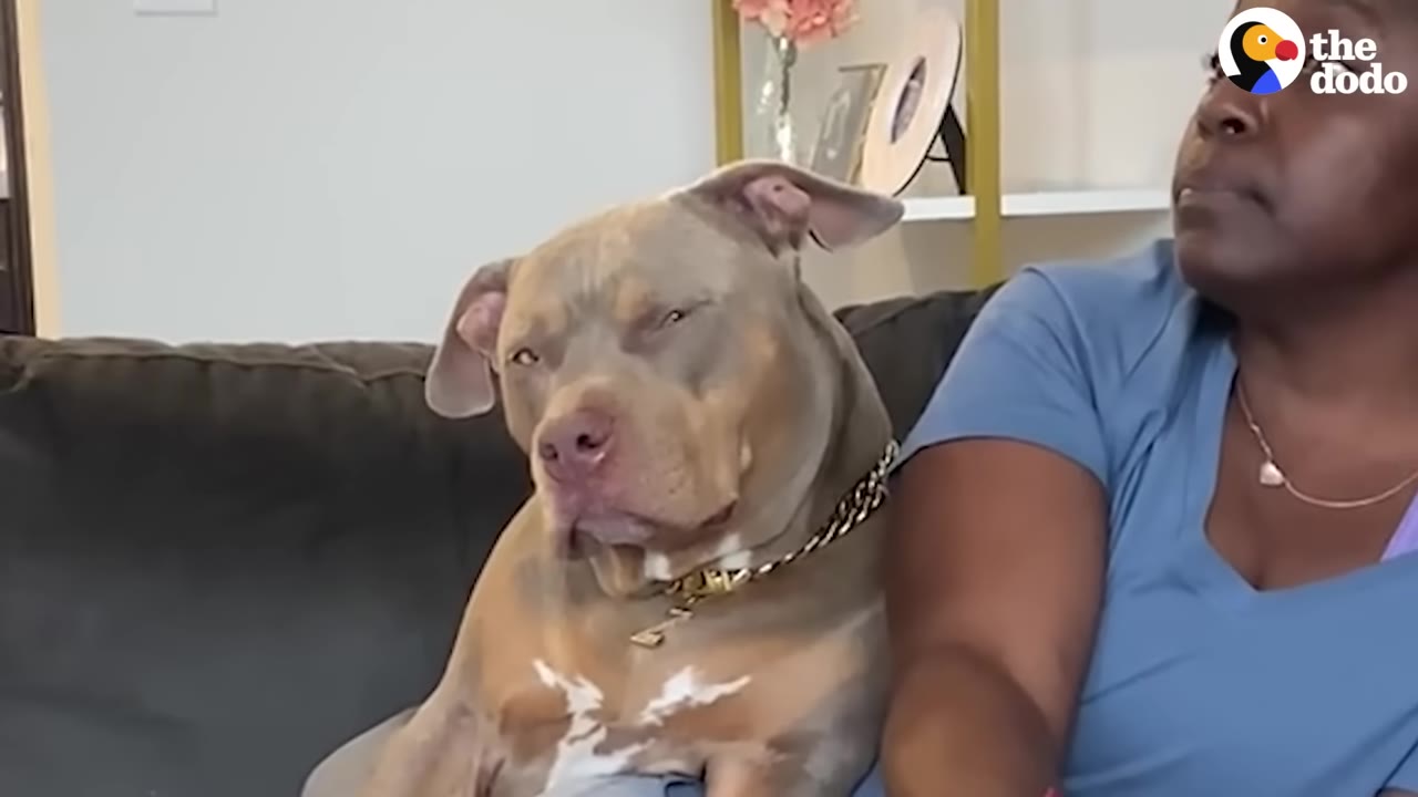 A tan pitbull sitting on a couch next to a person, squinting with an expressive, sassy look.