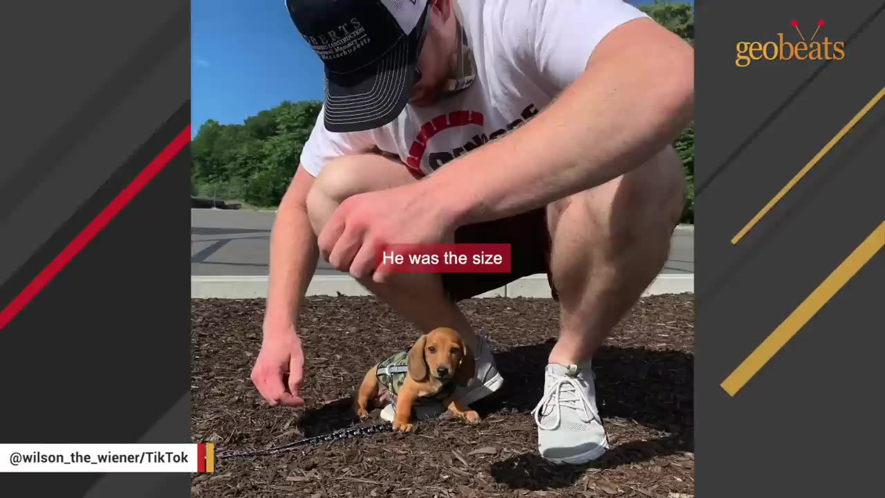 A tiny dachshund puppy sitting on mulch next to a crouching man, showing the puppy's small size compared to a sneaker.