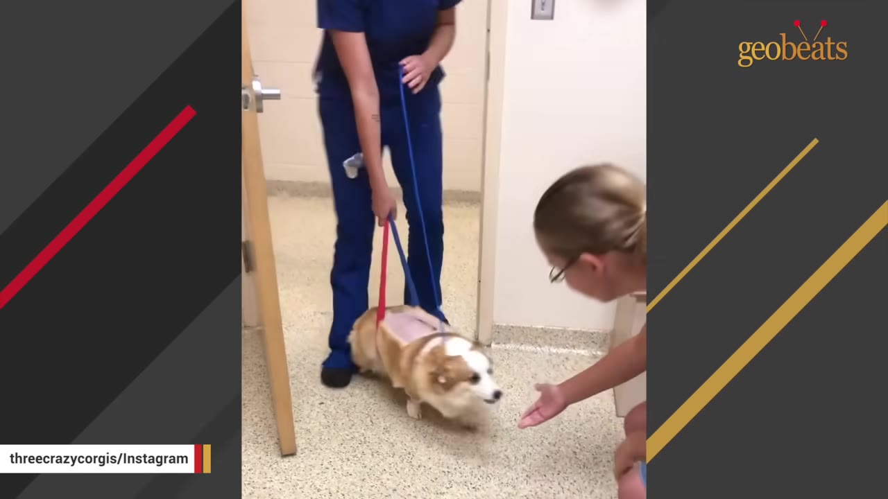 A corgi with a shaved back is supported by a sling held by a person in blue scrubs, while another person reaches out a hand to the dog in a clinic setting.
