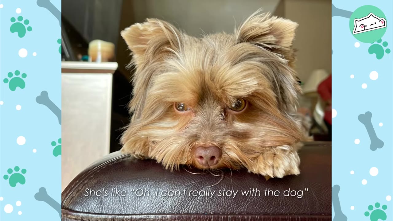 A small Yorkshire Terrier rests its chin on a dark leather surface, looking forward with a sad expression.
