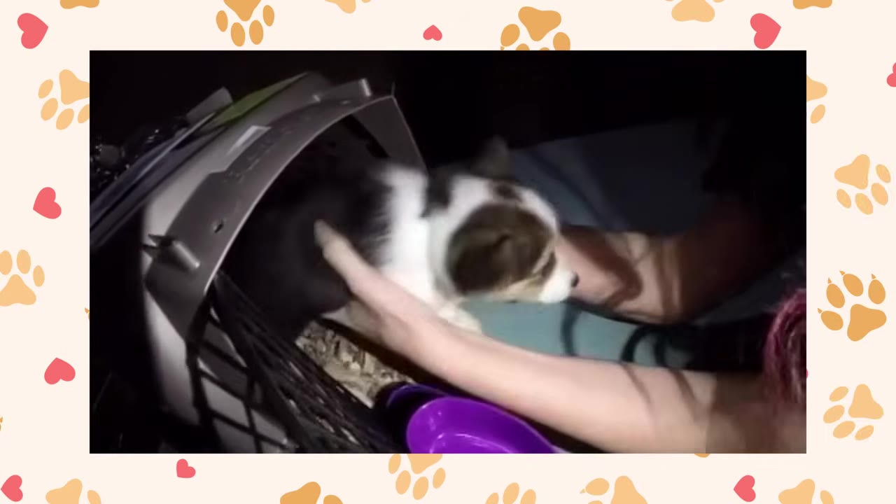 A person's hands gently lifting a small tricolor puppy out of a plastic pet carrier in a dimly lit room.