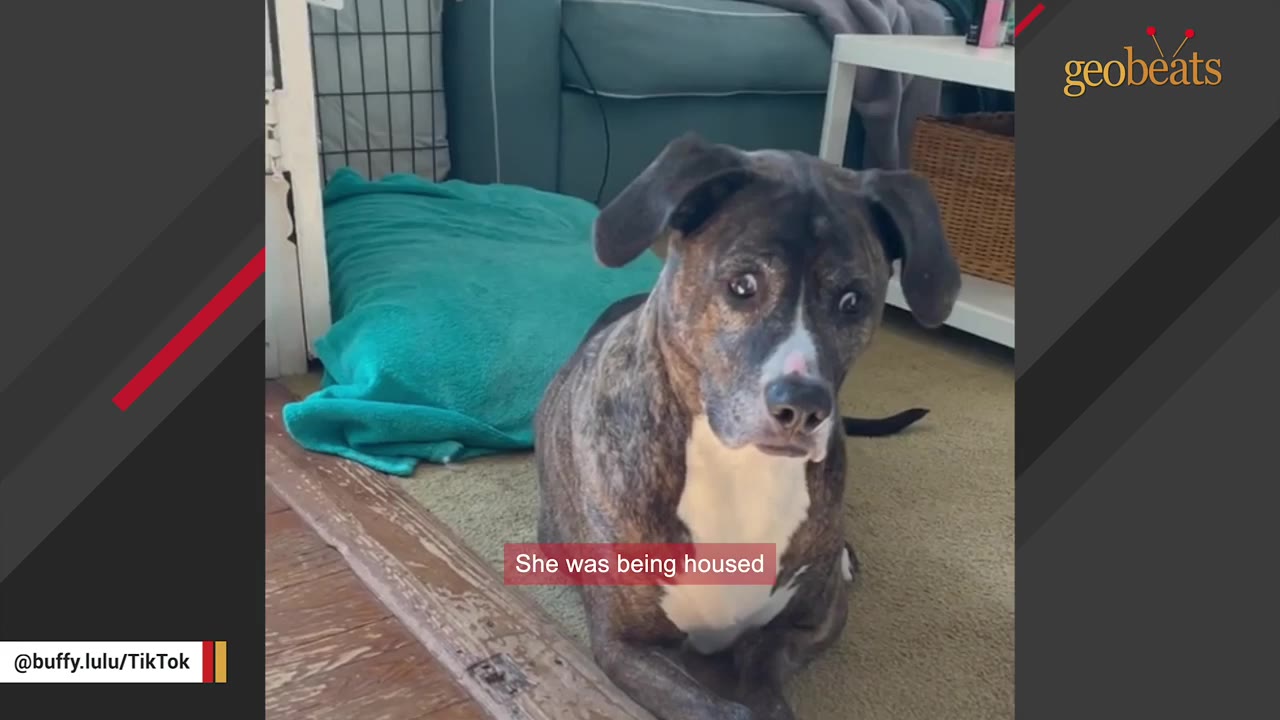 A brindle and white dog with wide eyes sitting on a rug indoors.