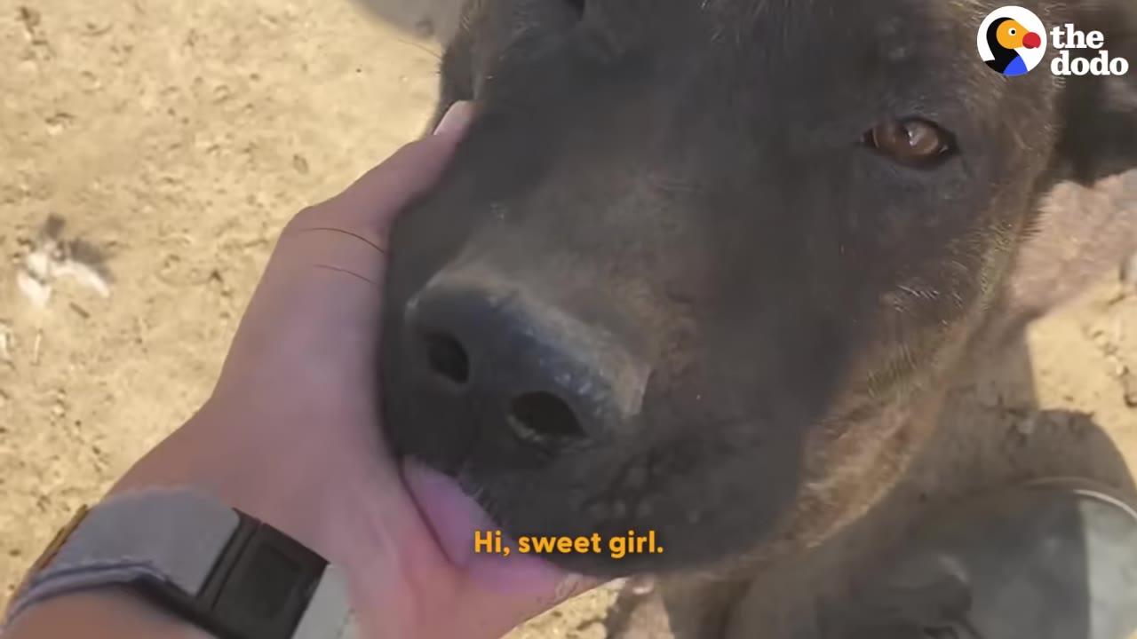 A close-up shot of a dark brown dog looking gently at the camera as a human hand softly cups its chin.