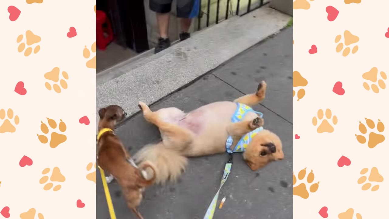 A small fluffy dog lying on its back on a sidewalk wearing a light blue harness while on a leash.