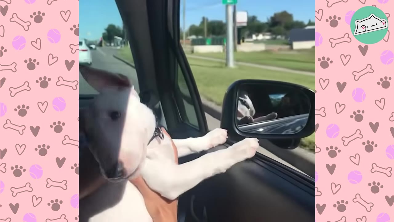 A small white Bull Terrier puppy leaning out of an open car window with its front paws resting on the door frame.