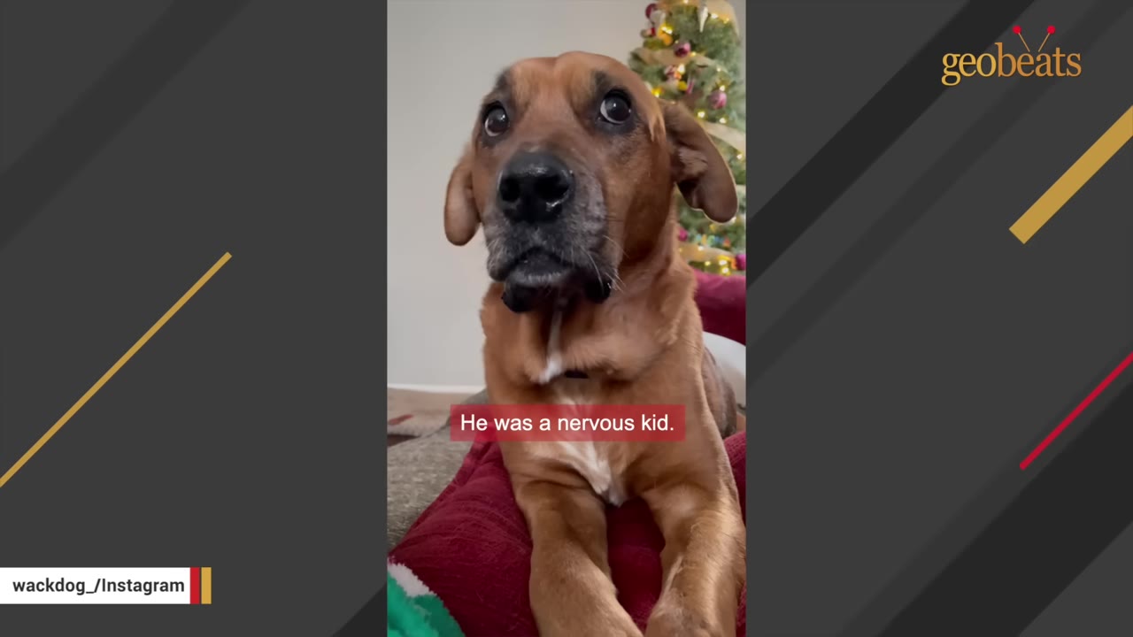 A brown dog with wide, anxious eyes looks directly at the camera, appearing nervous and fearful.