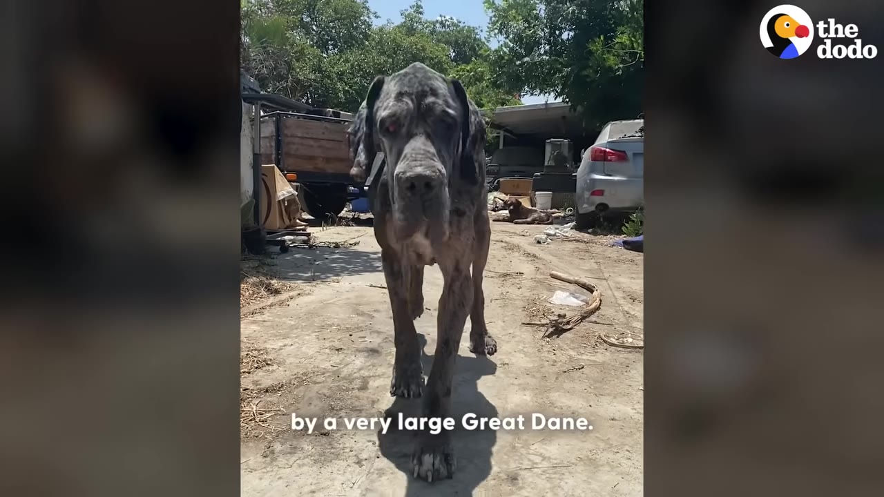 A large Great Dane walks forward outdoors on a sunny day towards the camera.