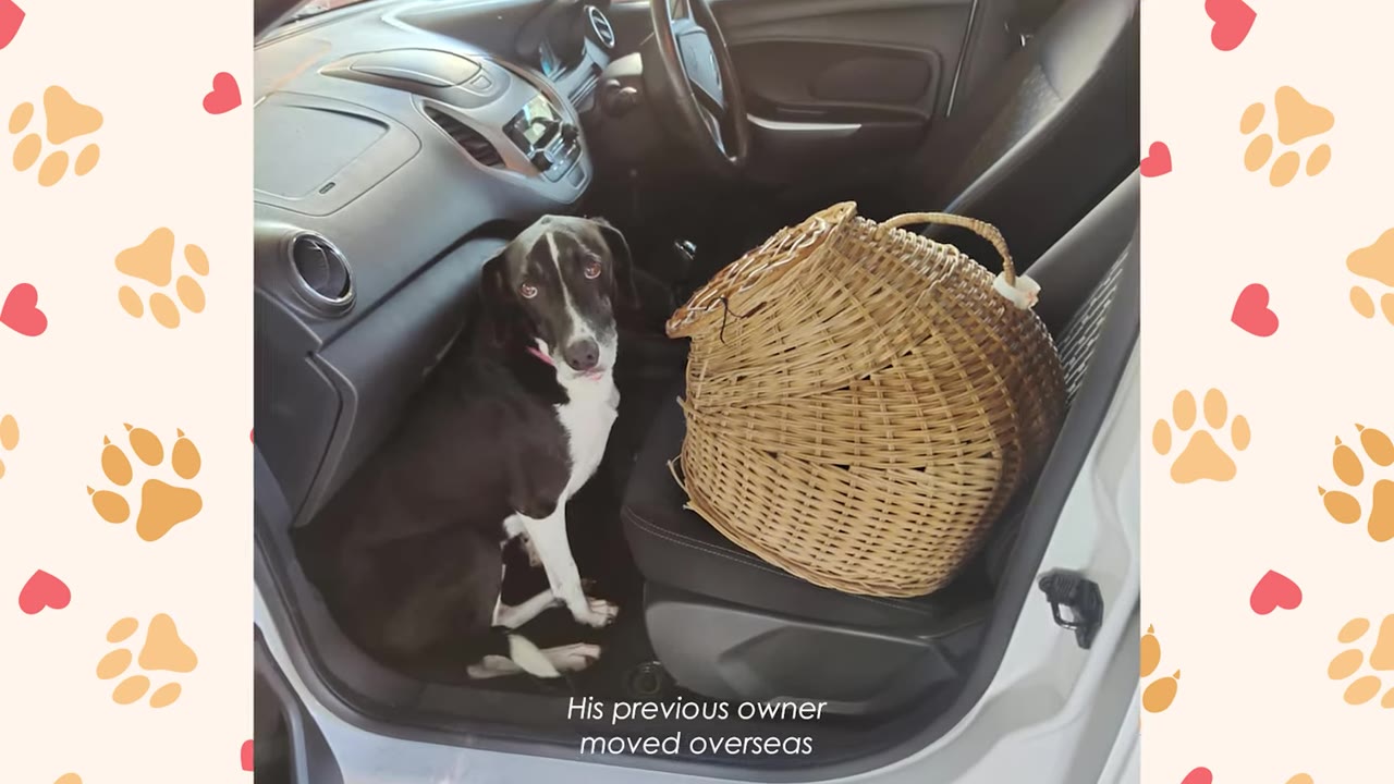 A black and white dog sits on the floor of a car next to a passenger seat holding a wicker basket, with text overlay reading 'His previous owner moved overseas'.