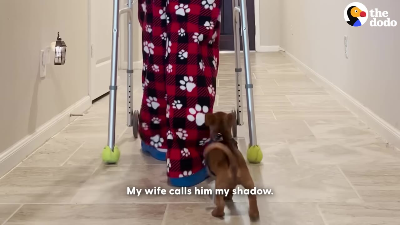 A small brown puppy follows closely behind a person using a walker down a tiled hallway.