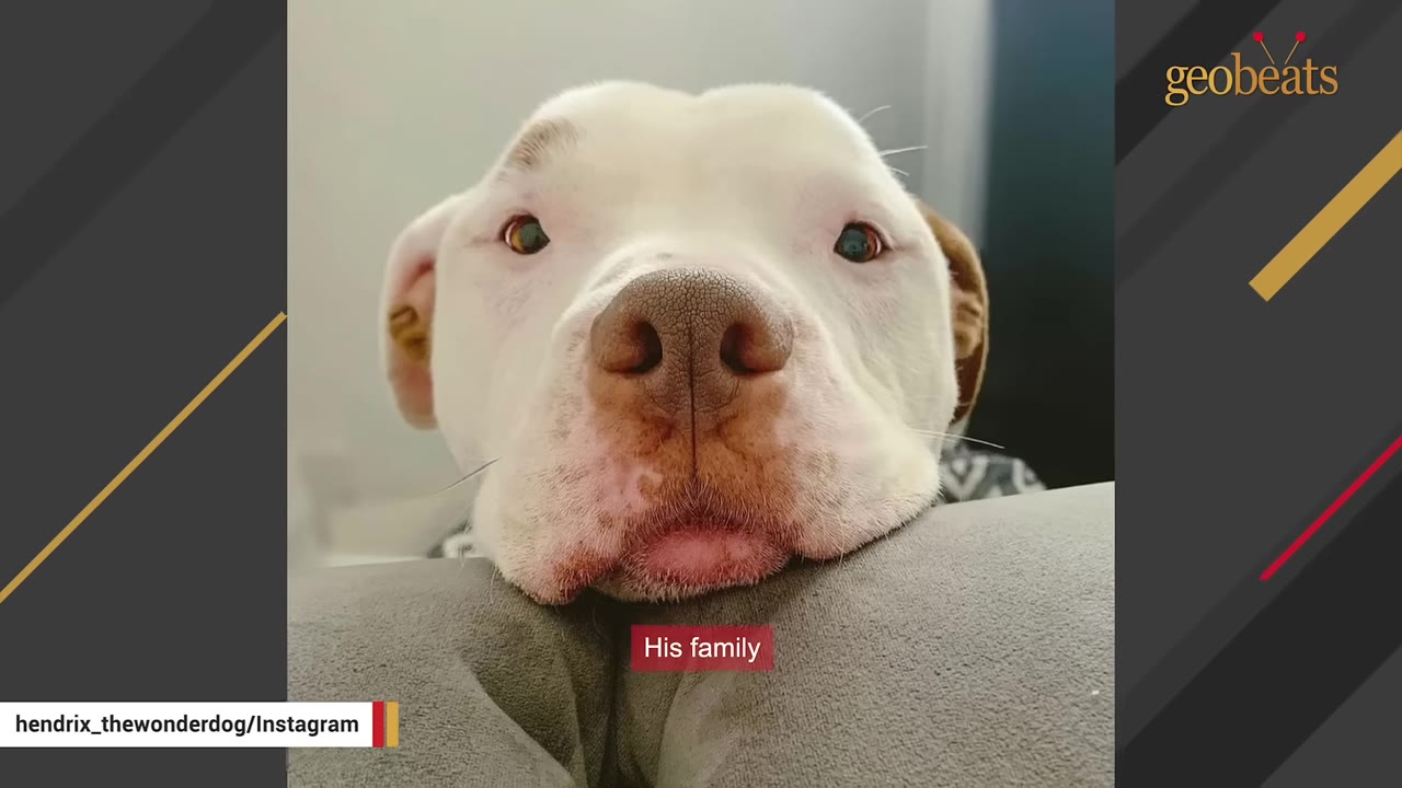 A close-up of a white dog with brown eyes resting its chin on a grey cushion, looking directly at the camera.