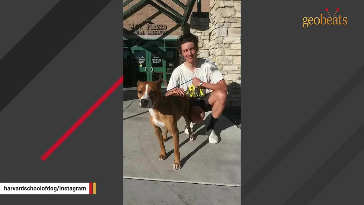 A brown and white dog stands on a leash next to a crouching man in front of an animal shelter entrance.