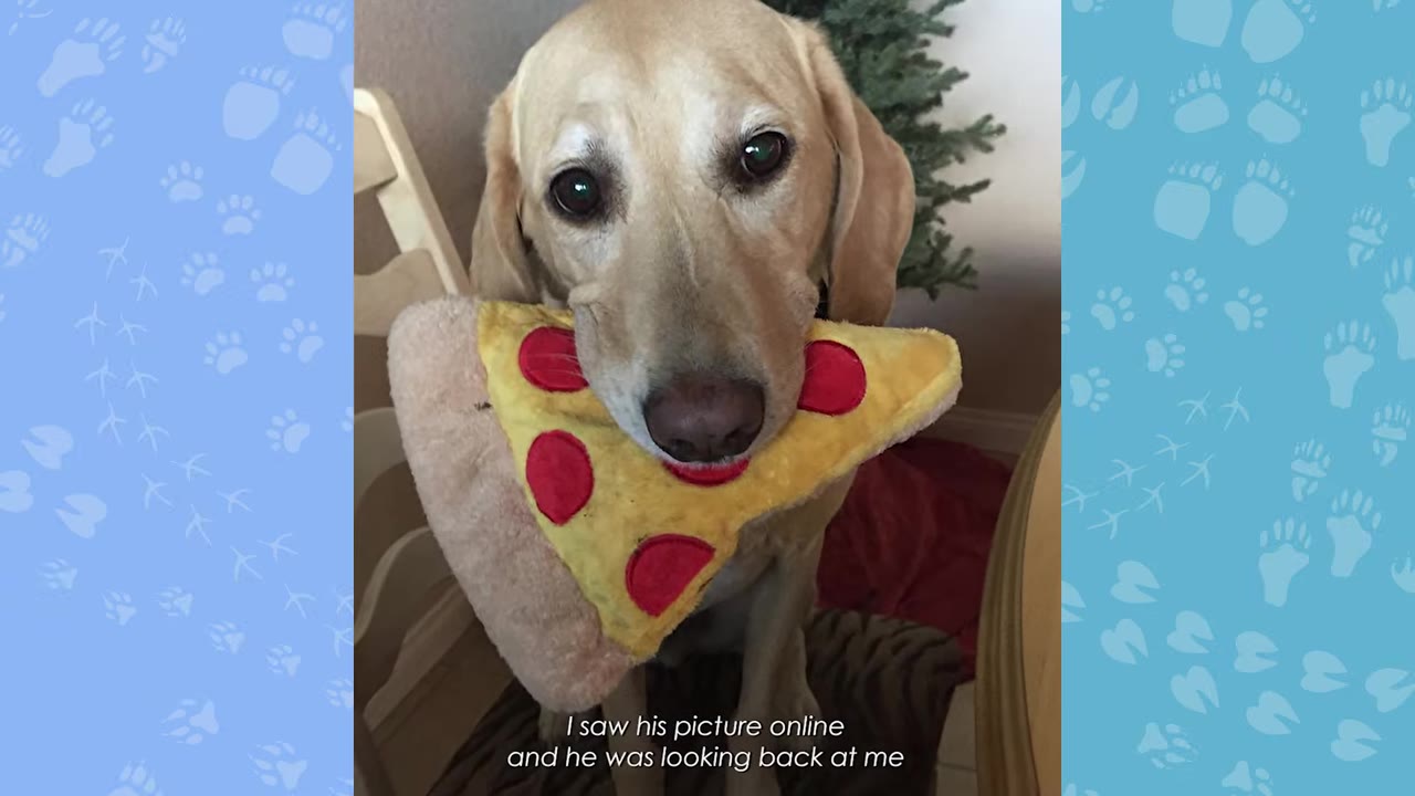 A light-colored dog looks directly at the camera while holding a plush pizza toy in its mouth.