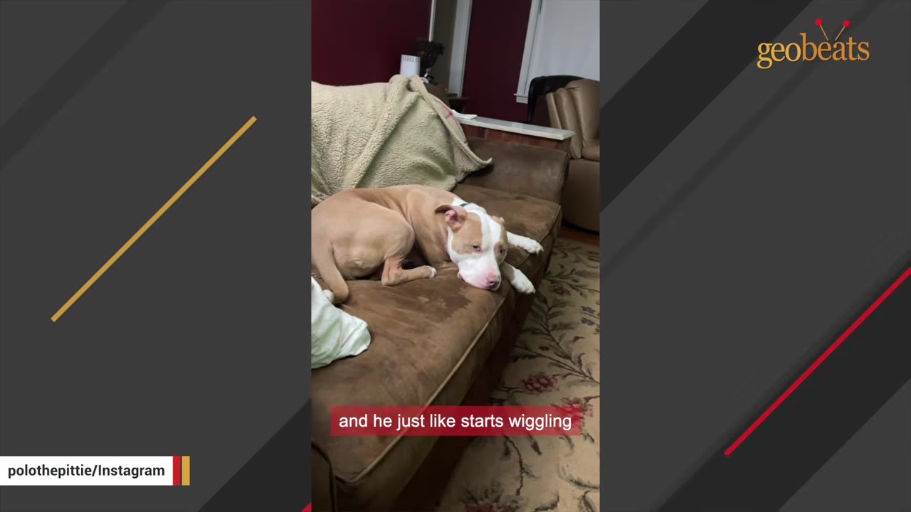 A tan and white pit bull resting low on a brown couch.
