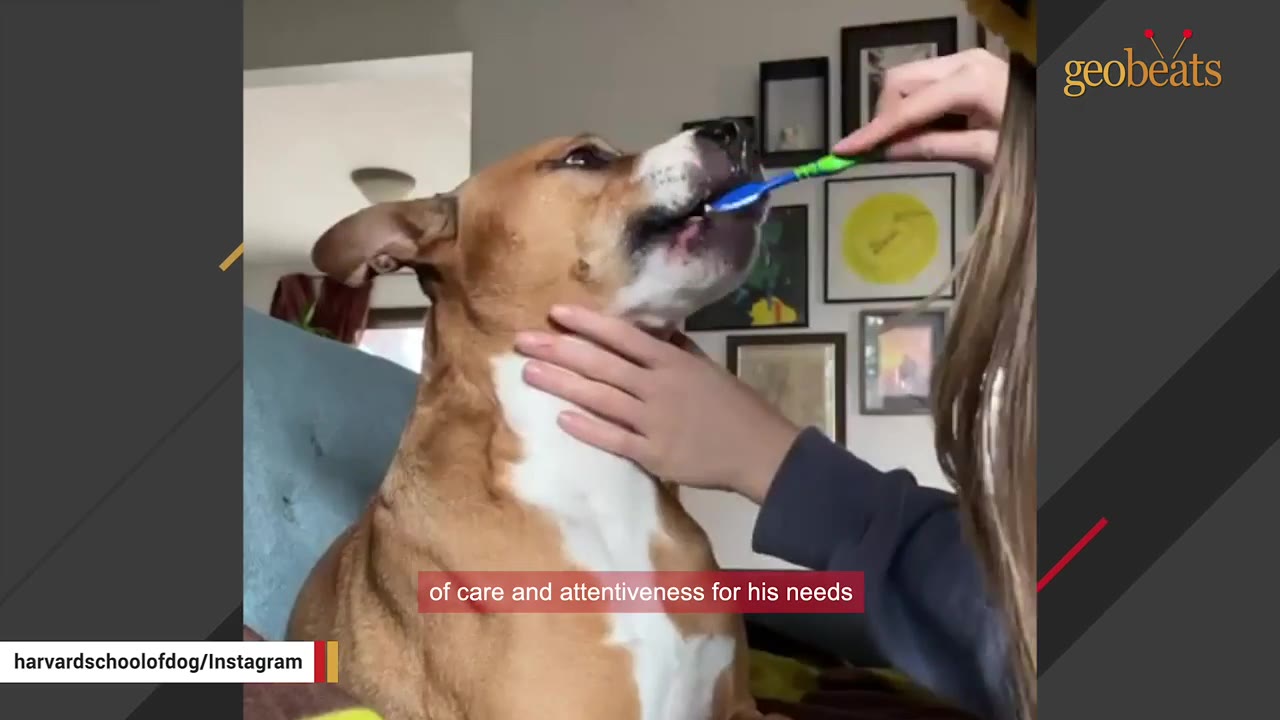 A close-up shot of a person gently stroking a brown and white dog's neck while brushing its teeth with a blue toothbrush.