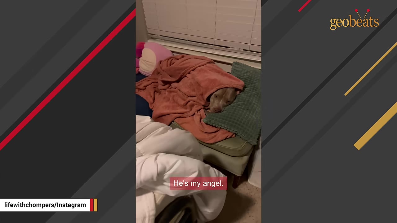 A light brown dog tucked under a pink blanket, resting its head on a green pillow.