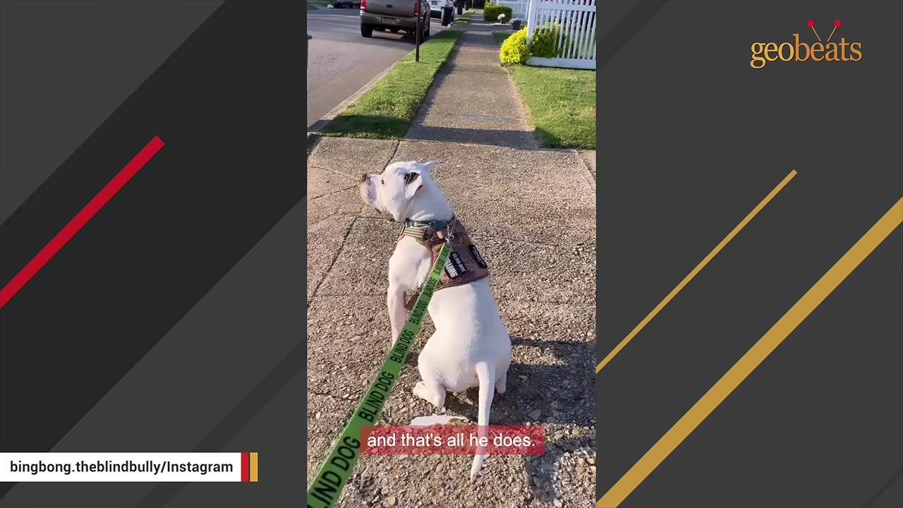 A white pit bull wearing a harness sitting on a concrete sidewalk outdoors.
