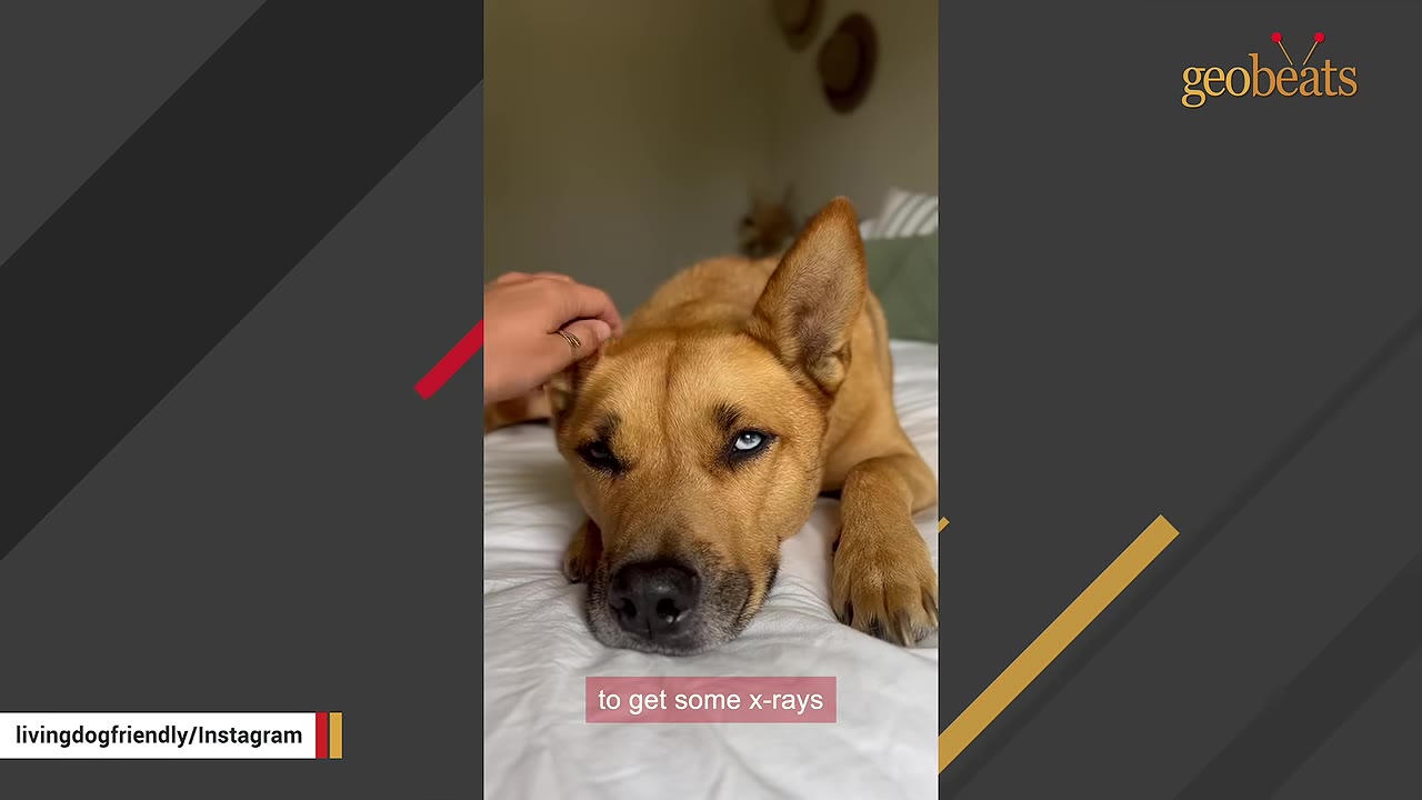 A tan dog with one blue eye and one brown eye lies on a white bed while a hand gently pets its head.