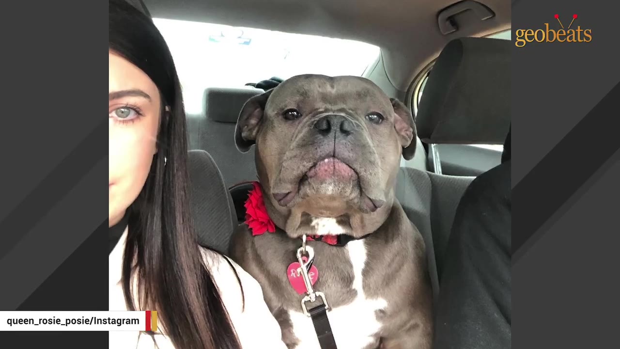A gray and white dog sitting in the back seat of a car next to a person.