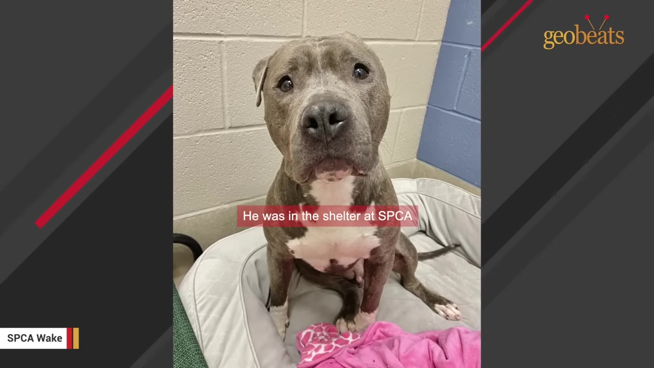A grey and white pit bull dog sitting on a round pet bed inside a room with cinder block walls.