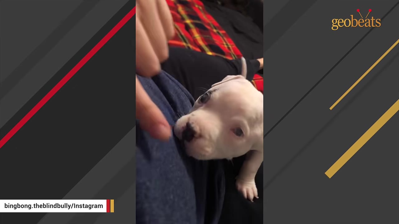 A tiny white puppy resting its head against a person wearing a blue shirt.