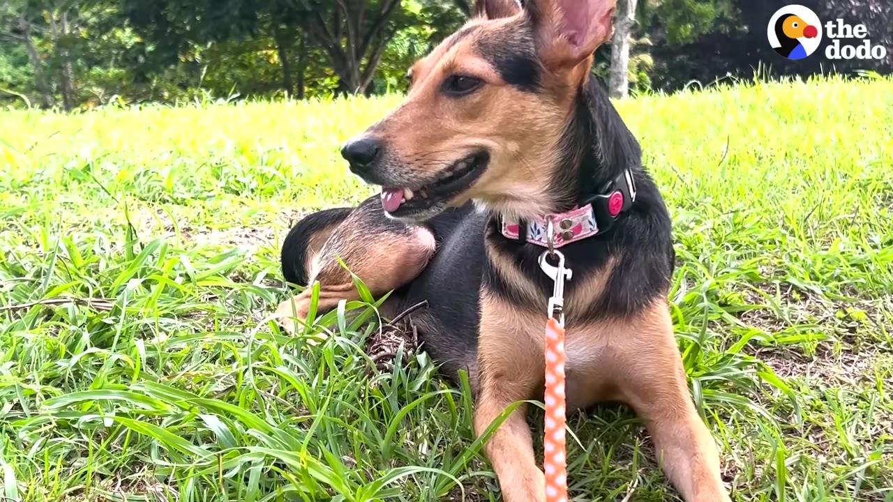A black and tan dog wearing a pink floral collar rests outdoors on a grassy lawn.
