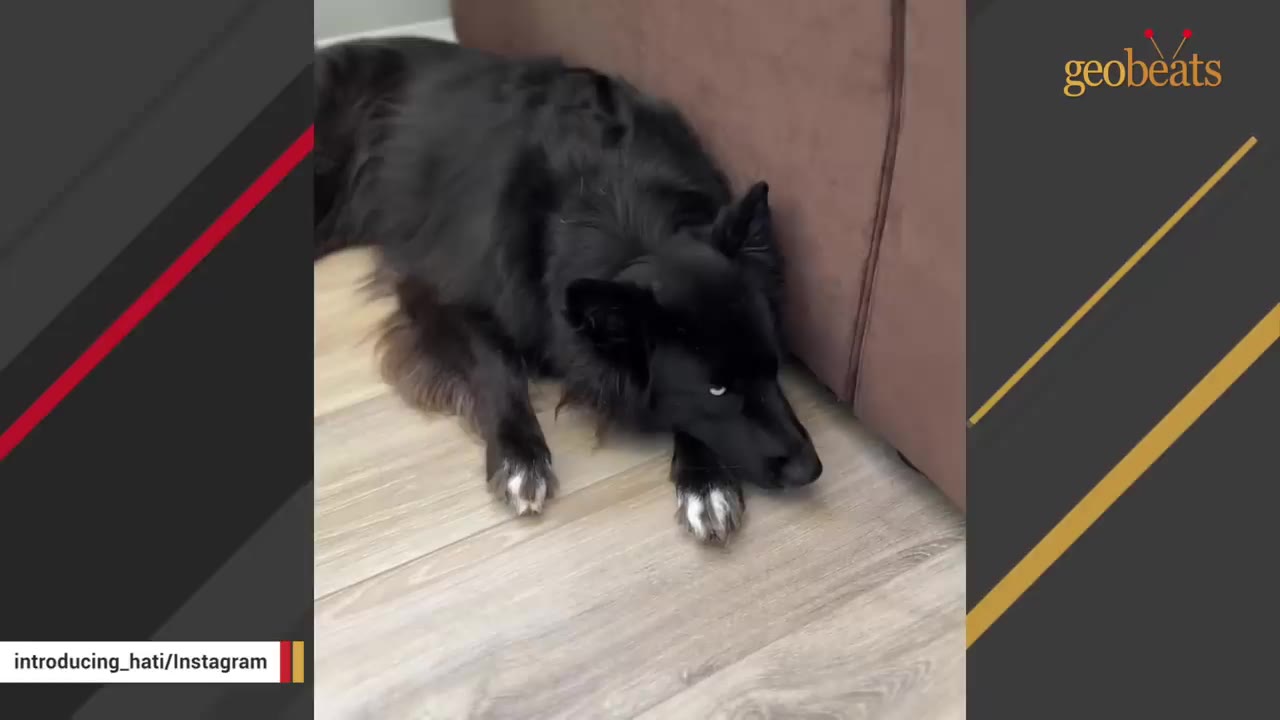 A black dog with white paws lies on a light wooden floor next to a brown couch.