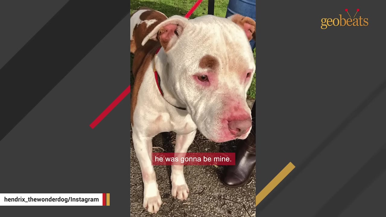 A white and brown pit bull dog standing on a leash next to a person wearing a brown boot.